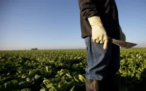 Um trabalhador agrícola no campo, colhendo colheitas
