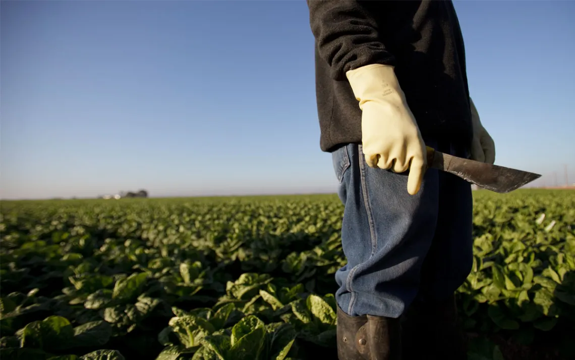 Um trabalhador agrícola no campo, colhendo colheitas