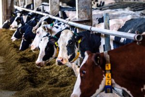 Dairy cows at a farm in northern Germany on July 2, 2025. Credit: Jens Büttner/picture alliance via Getty Images