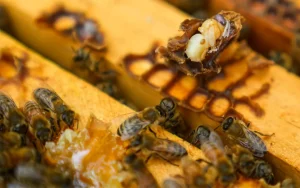 O ácaro parasita Varroa é visível em uma abelha morta em uma colmeia, quarta-feira, 21 de junho de 2023, em College Park, Maryland. Uma nova pesquisa diz que as colmeias de abelhas da América acabaram de atingir a segunda maior taxa de mortalidade já registrada. Os ácaros são um fator importante pelo qual as mortes de abelhas estão aumentando.