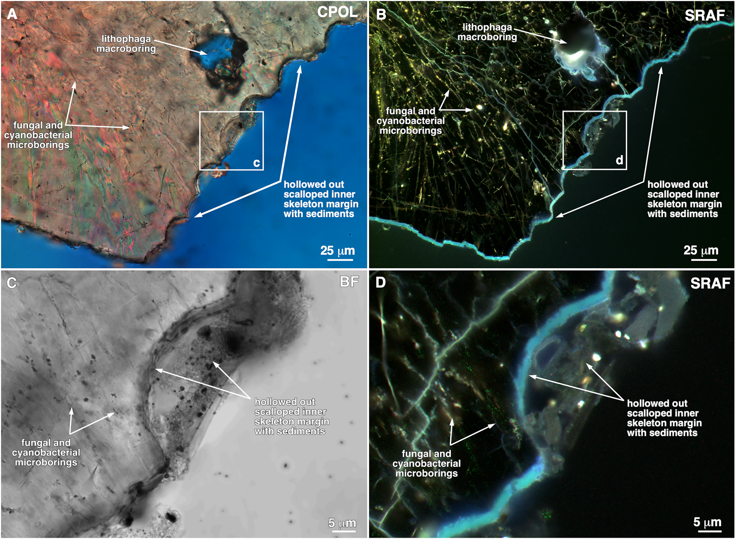 Uma visão microscópica da borda interna de corais ocos. Crédito: Mayandi Sivaguru e Kyle Fouke