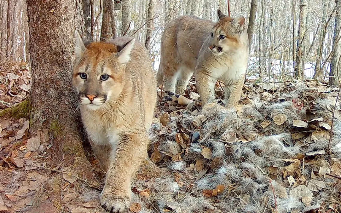 Gatinhos puma capturados em uma câmera de vida selvagem perto de uma carcaça de veado.