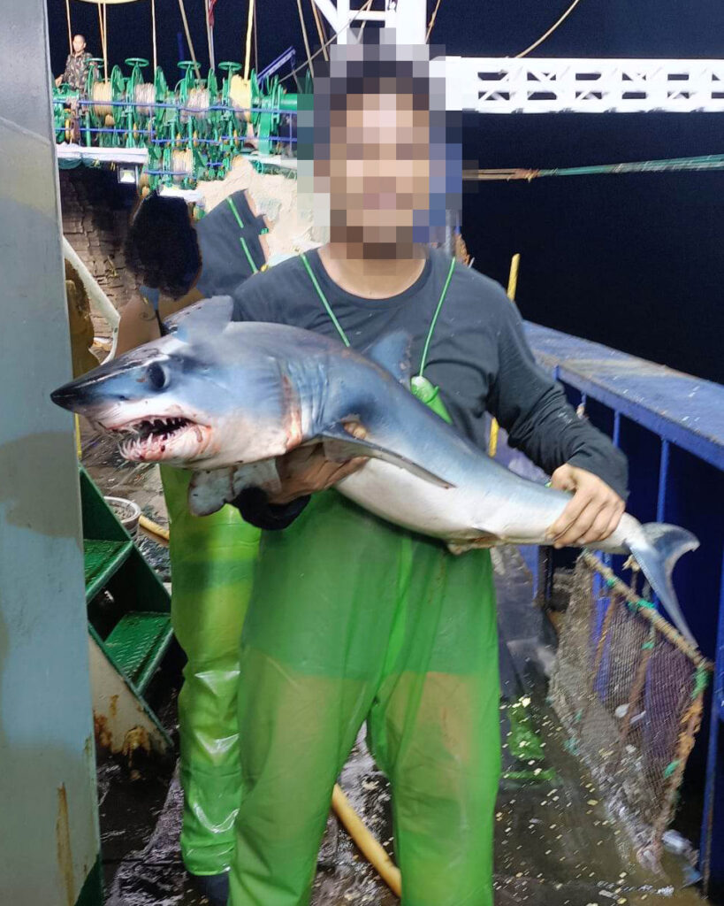 Um membro da tripulação posa com um tubarão jovem.
