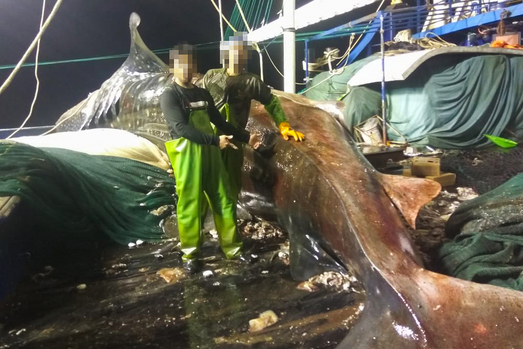 Um tubarão-baleia morto no convés de um navio de pesca de lulas – este animal foi posteriormente jogado ao mar. Crédito: Fundação de Justiça Ambiental