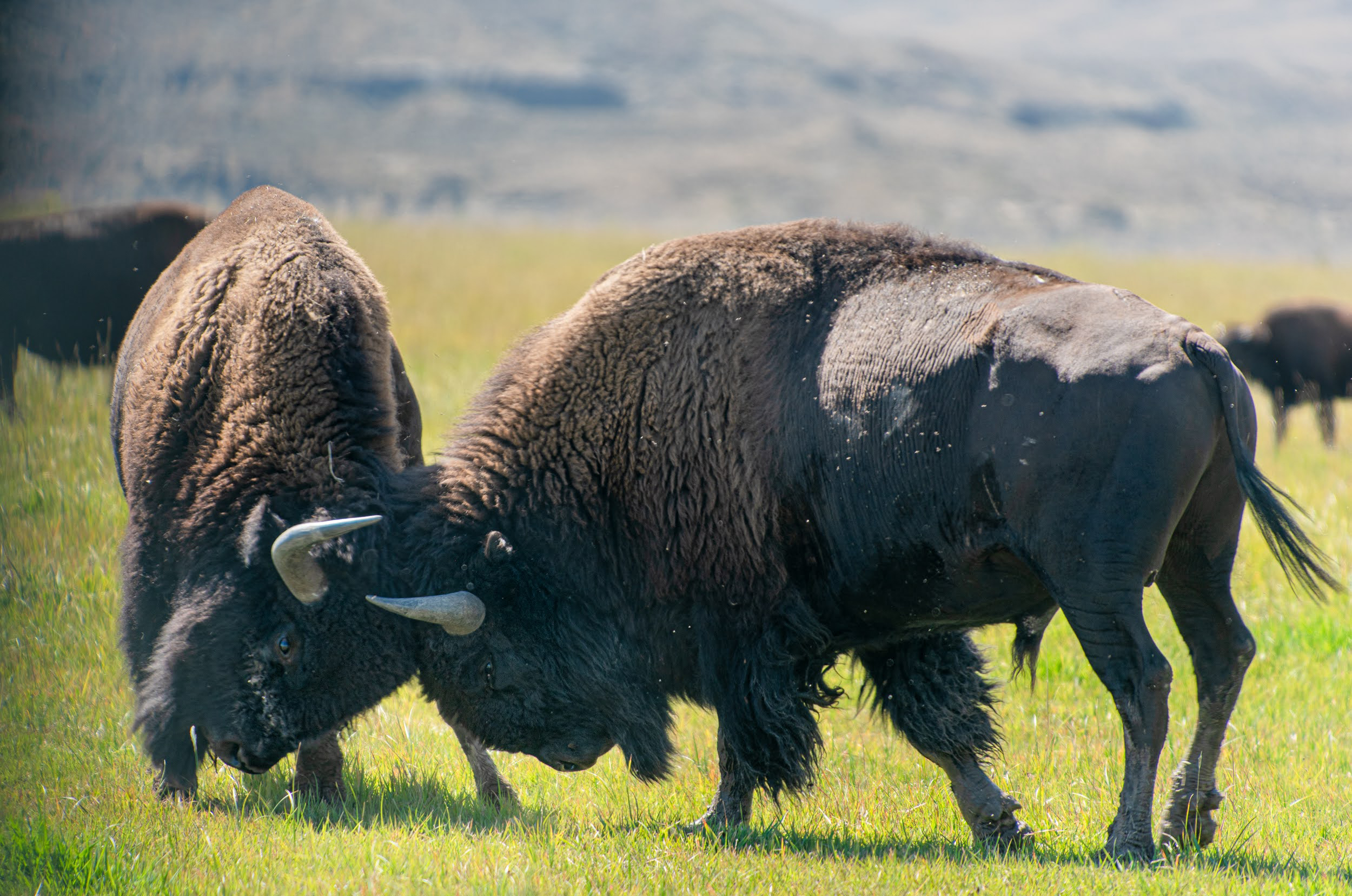 Bison spar na Wind River Tribal Buffalo Initiative em Wyoming. Crédito: Michael Kodas/Naturlink