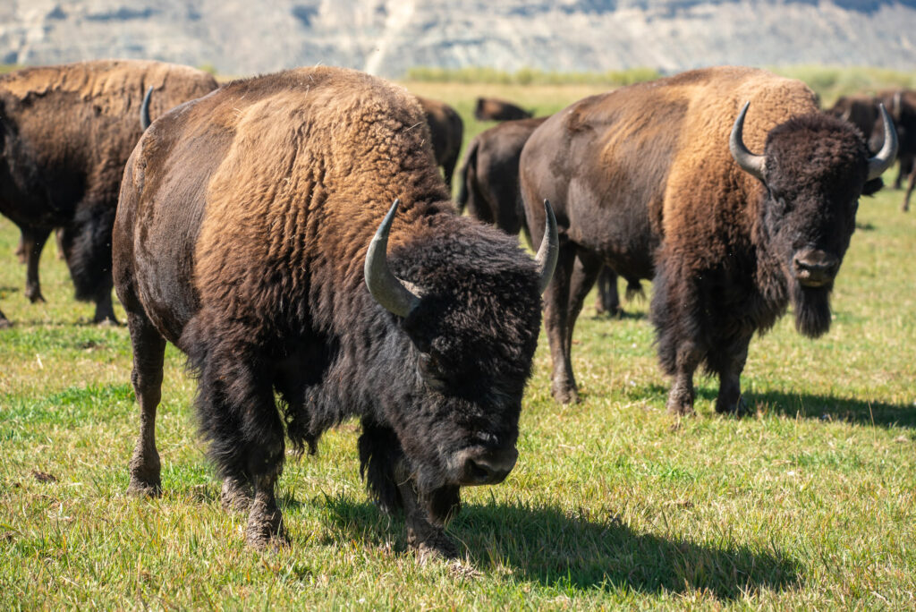 Bison graze at the Wind River Tribal Buffalo Initiative in Wyoming. Credit: Michael Kodas/Inside Climate News