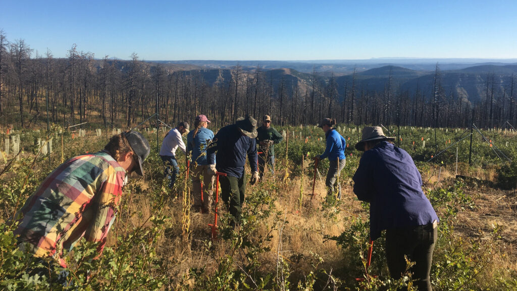 Mudas de teste são plantadas no Philmont Scout Ranch, perto da fronteira com o Colorado, onde ocorreu um incêndio em 2018. Crédito: Cortesia de Pouli Sikelianos/NMHU
