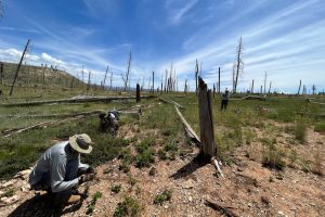 A team with the New Mexico Reforestation Center monitors seedlings in Mora County. Credit: Courtesy of Pouli Sikelianos/NMHU