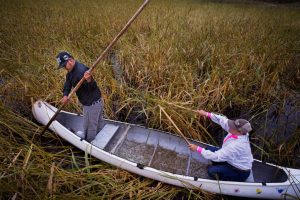 Harvey Goodsky Jr. and his wife Morningstar harvest wild rice on Minnesota’s Rice Lake in September 2017. Credit: Richard Tsong-Taatarii/Star Tribune via Getty Images