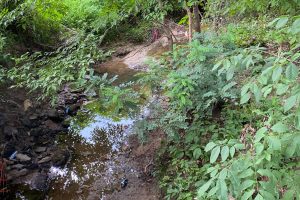 Downstream of Brenntag’s Durham plant, where toxic chemicals was detected in the sediment of a creek that flows through Burton Park. Credit: Lisa Sorg/Inside Climate News