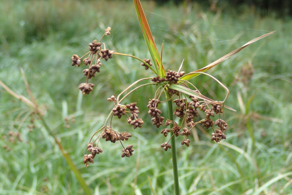 A flowering northeastern bulrush. Credit: Mary Ann Furedi/Western Pennsylvania Conservancy/Pennsylvania Natural Heritage Program