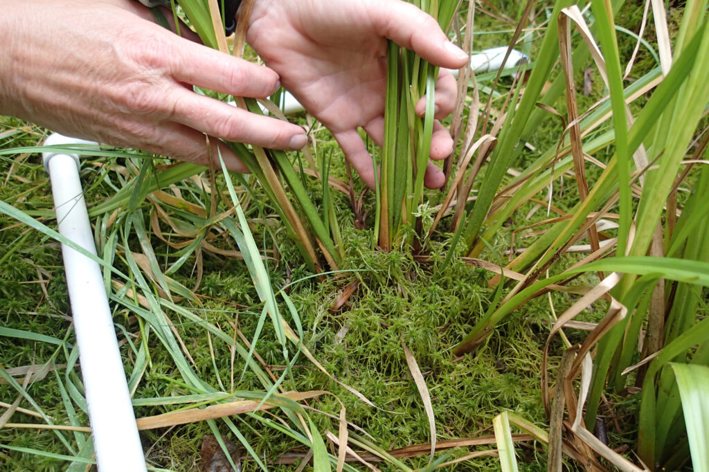 As estimativas populacionais são determinadas contando e registrando o número de touceiras de junco do nordeste em um local. Crédito: Programa de Patrimônio Natural Mary Ann Furedi/Pensilvânia