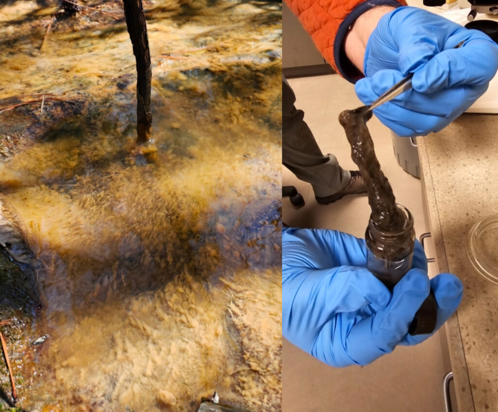 Autoridades de Durham encontraram “gosma mucilaginosa” em um riacho a jusante de Brenntag. Outros testes realizados por empreiteiros da empresa e pelo Haw Riverkeeper encontraram produtos químicos tóxicos nas águas subterrâneas e no riacho. Crédito: Cidade de Durham