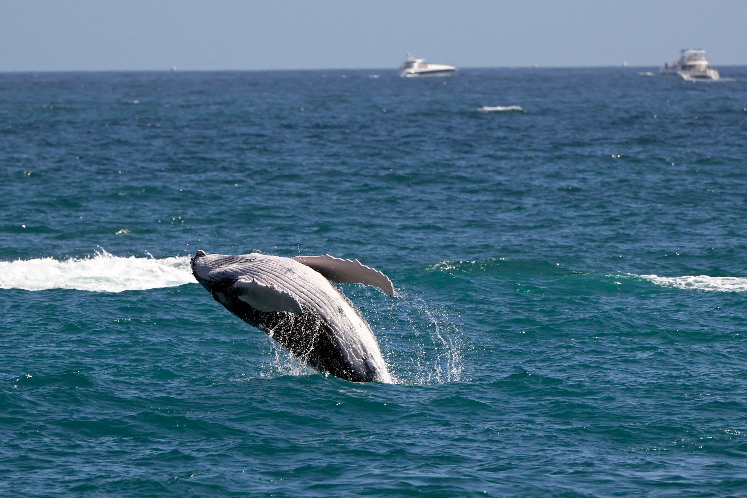 Uma baleia cinzenta rompe o Oceano Pacífico perto de Cabo San Lucas, no México. Crédito: Alfredo Estrella/AFP via Getty Images