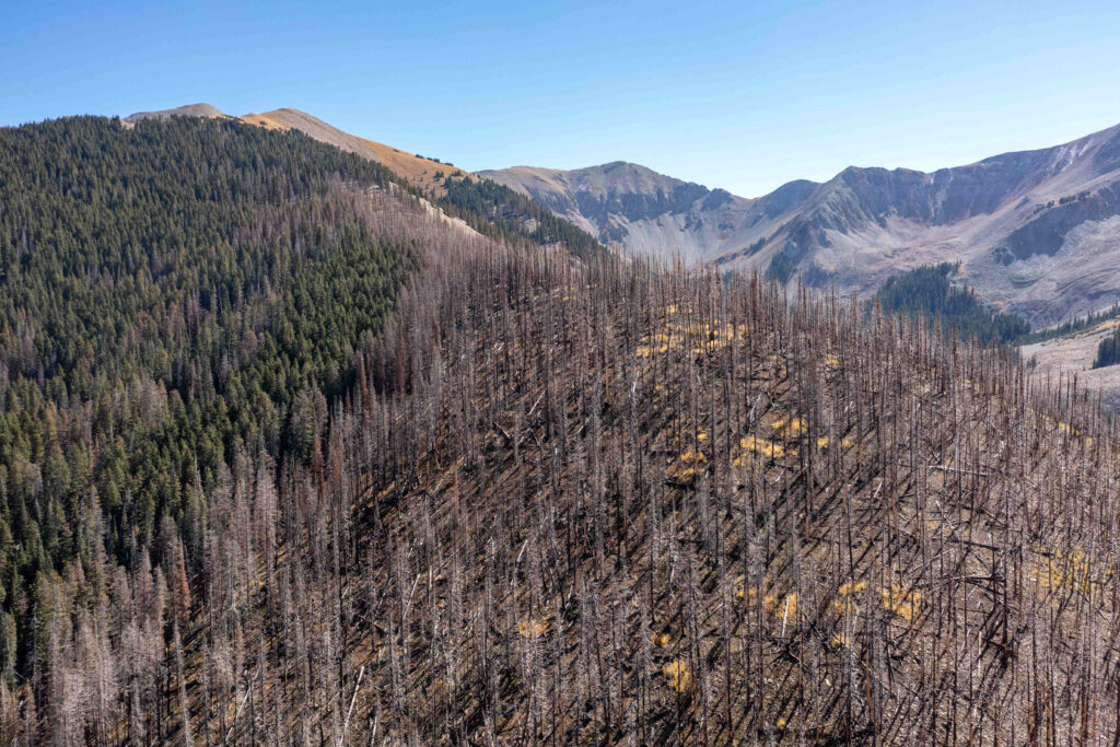 Dead trees burned by a wildfire span across the Manti-La Sal National Forest near Moab, Utah, in 2022. Credit: Jon G. Fuller/Universal Images Group via Getty Images