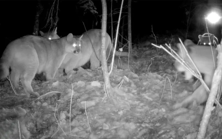 A família puma capturada à noite.
