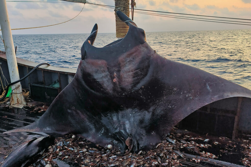 Uma grande arraia a bordo de um navio de pesca de lulas. Crédito: Fundação de Justiça Ambiental