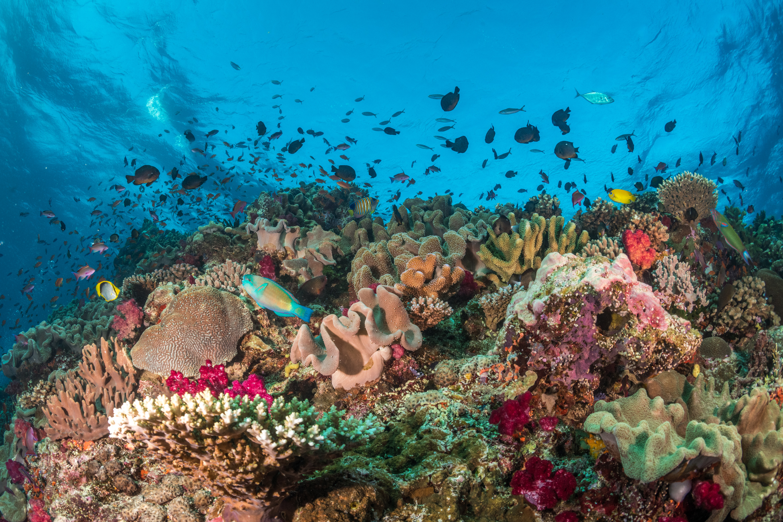 Os recifes resistentes ao clima, como este no Parque de Conservação Vatu-i-Ra, nas Fiji, são capazes de evitar, resistir ou recuperar do stress térmico e de outras perturbações. Crédito: Tom Vierus