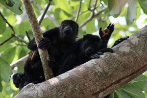 O calor está matando a vida selvagem em todo o reino animal. Uma nova ferramenta de previsão pode ajudar.