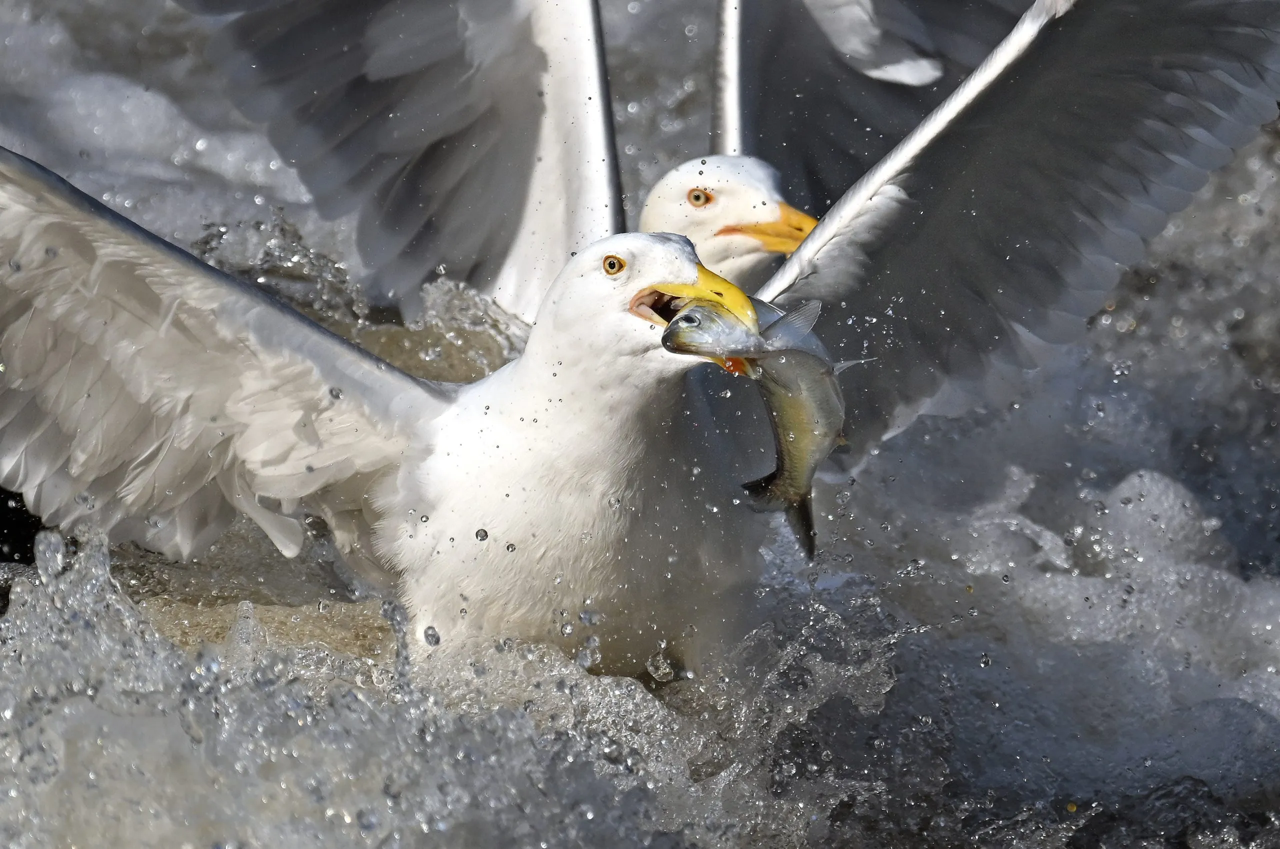 Two herring gulls race to grab a fish in the Charles River. Credit: Derrick Z. Jackson