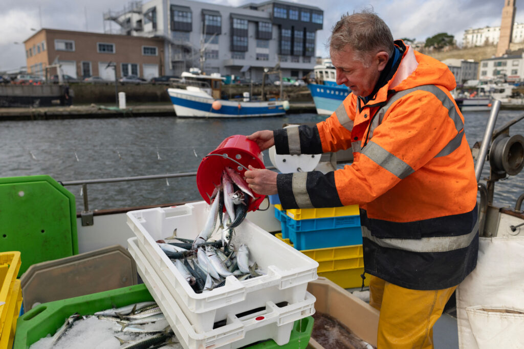 A fisherman unloads Atlantic mackerel in Brest, France, on Dec. 11, 2025. Credit: Fred Tanneau/AFP via Getty Images