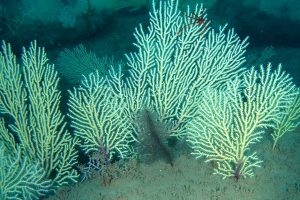 A mixture of soft corals discovered more than 50 meters below the surface off West Africa’s Benin coast. Credit: Gérard Zinzindohoué/IRHOB