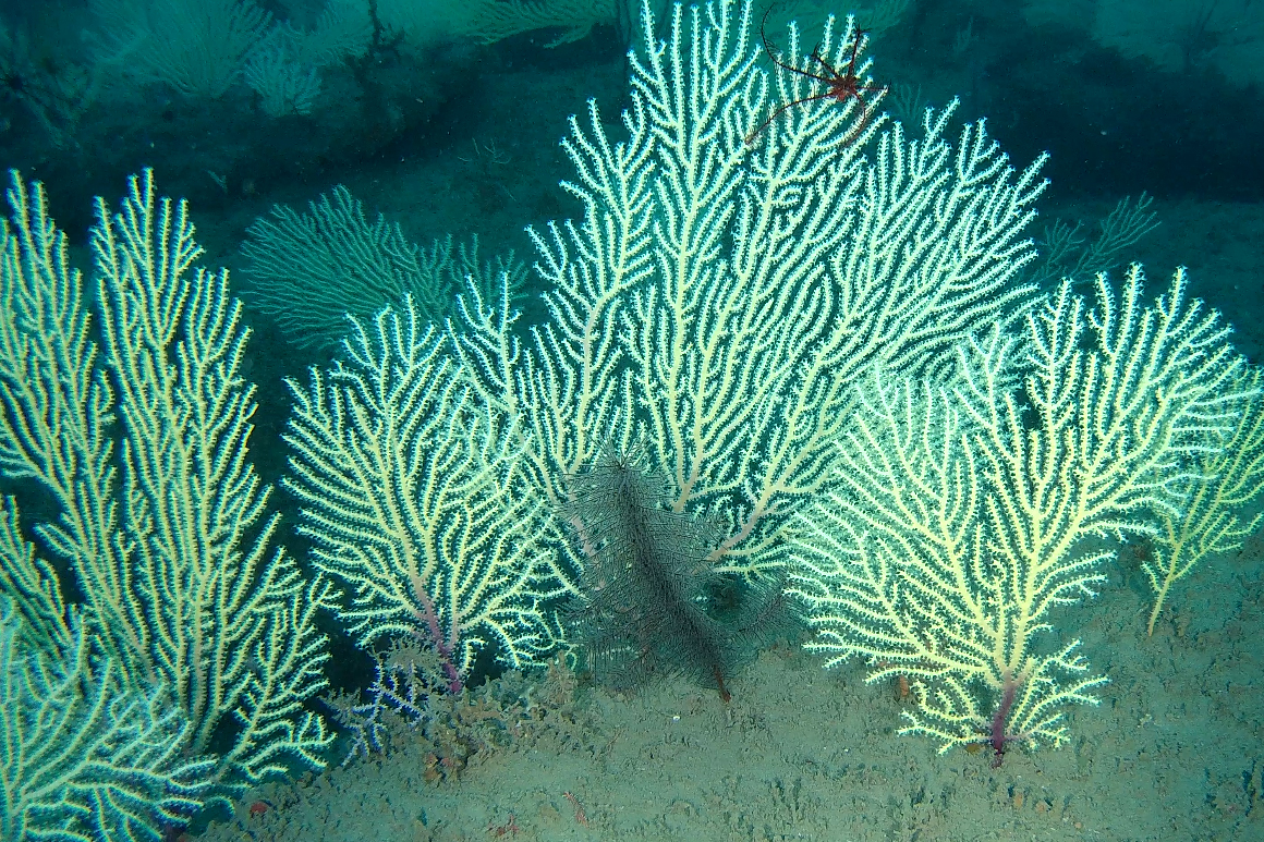 A mixture of soft corals discovered more than 50 meters below the surface off West Africa’s Benin coast. Credit: Gérard Zinzindohoué/IRHOB