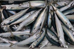 Freshly caught mackerels sit on ice in Brest, France, on Dec. 11, 2025. Credit: Fred Tanneau/AFP via Getty Images