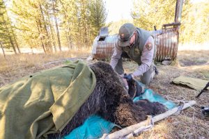 A National Park Service employee fits a grizzly bear for a tracking collar in Yellowstone National Park. Credit: Jacob W. Frank/NPS