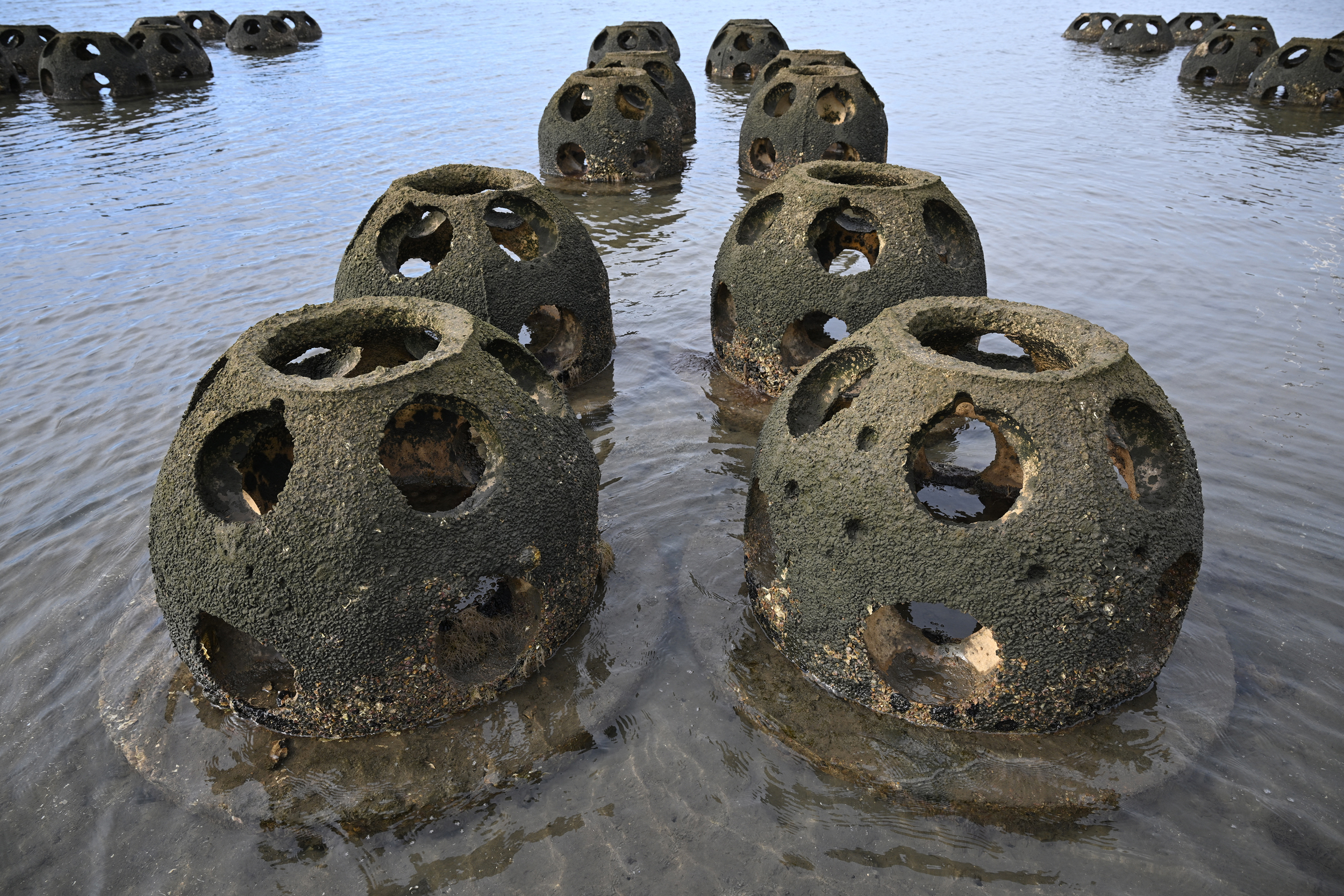 Bolas de recife feitas de uma mistura de cimento, areia e conchas de ostras trituradas formam uma costa viva perto do Refúgio de Vida Selvagem de Chula Vista, em Chula Vista, Califórnia. Crédito: Robyn Beck/AFP via Getty Images