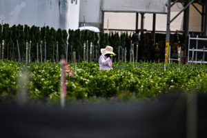 A farmworker tends to a farm in Homestead, Fla., on April 25, 2025. Credit: Chandan Khanna/AFP via Getty Images