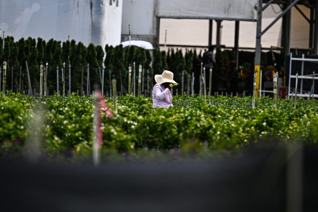 A farmworker tends to a farm in Homestead, Fla., on April 25, 2025. Credit: Chandan Khanna/AFP via Getty Images