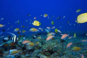 A variety of Hawaiian endemic fish species inhabit the reef at the Papahānaumokuākea Marine National Monument in Hawaii. Credit: Andrew Gray/NOAA