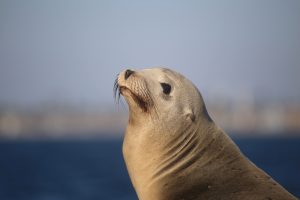 A Steller sea lion rests on a rock in Alaska. Credit: NOAA