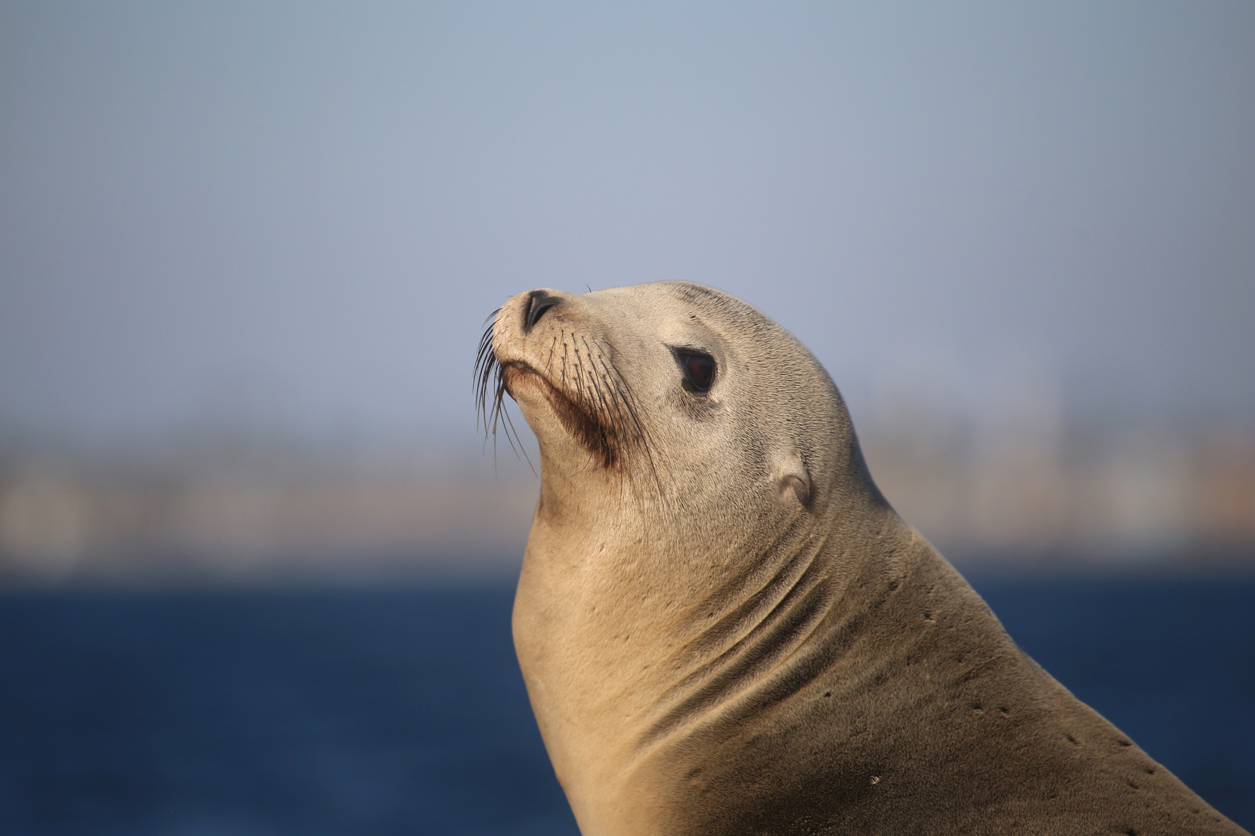 A Steller sea lion rests on a rock in Alaska. Credit: NOAA