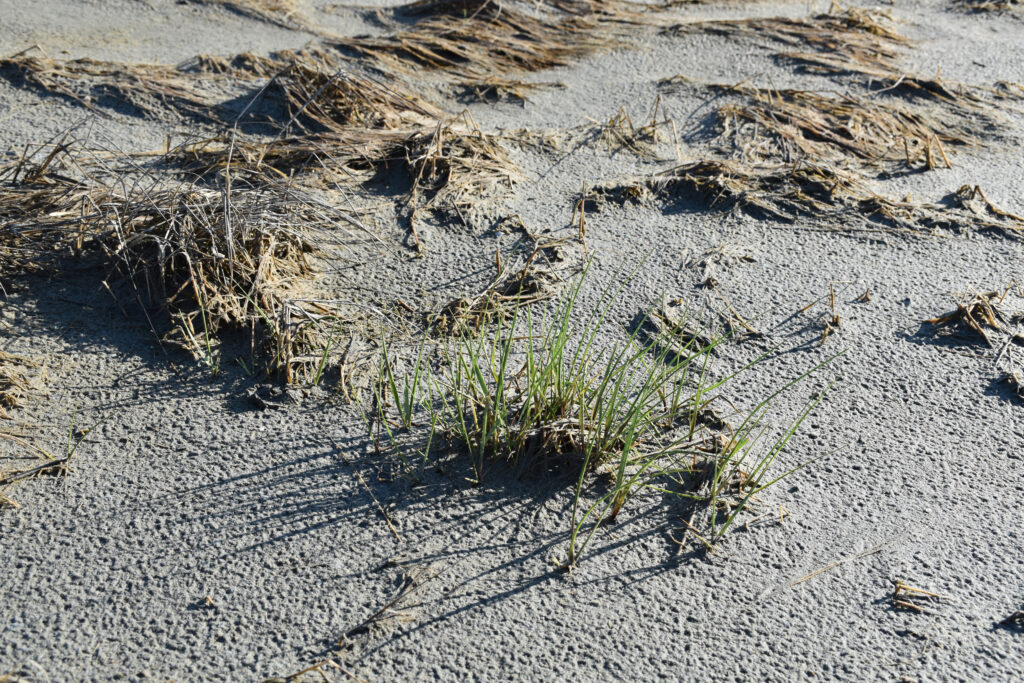 A adição de sedimentos matou a vegetação existente do pântano durante os trabalhos de restauração, mas novos crescimentos estão começando a aparecer. Crédito: Instituto Wetlands