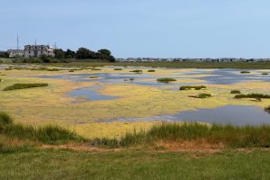 At The Wetlands Institute’s Scotch Bonnet Island enhancement project, marsh vegetation is giving way to open water in areas that cannot keep pace with rising sea levels. Credit: Madeline Shaw/Inside Climate News