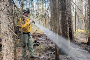 A firefighter works to secure the Moose Fire perimeter on Monday in the Beaverhead-Deerlodge National Forest. Credit: Beaverhead-Deerlodge NF Wildland Fire Information