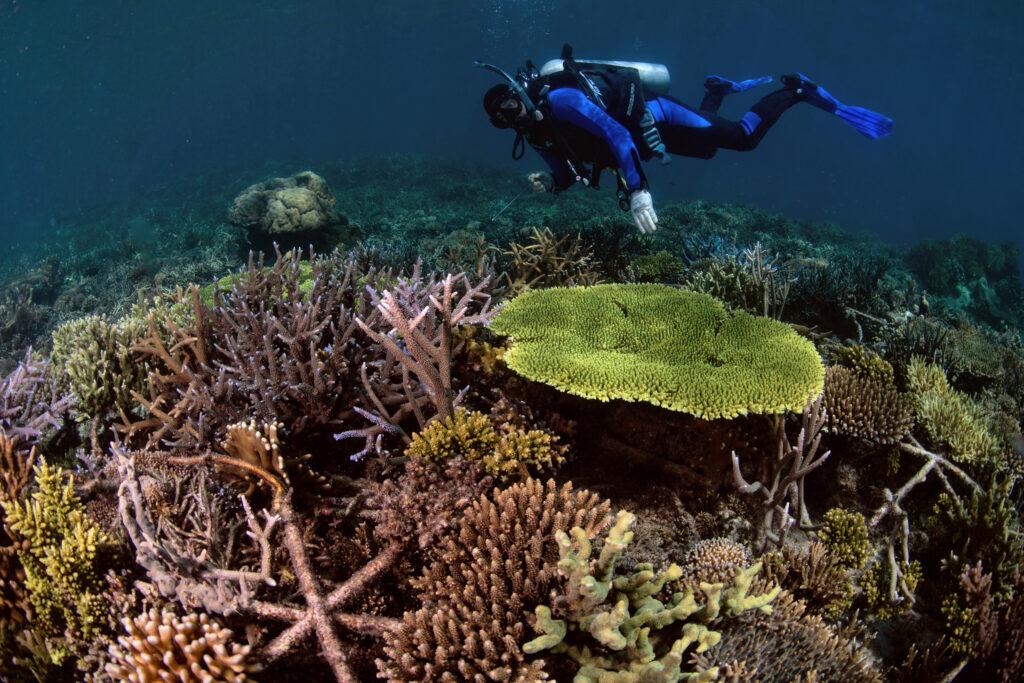 Um recife de coral restaurado após a pesca com bomba. Crédito: The Ocean Agency