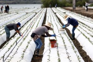 Farmworkers tend to a strawberry field covered in plastic on Aug. 5, 2022, near Ventura, Calif. Credit: Mario Tama/Getty Images
