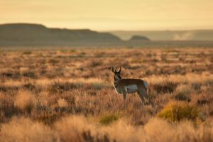 A pronghorn at the Seedskadee National Wildlife Refuge in Wyoming. Credit: Tom Koerner/USFWS