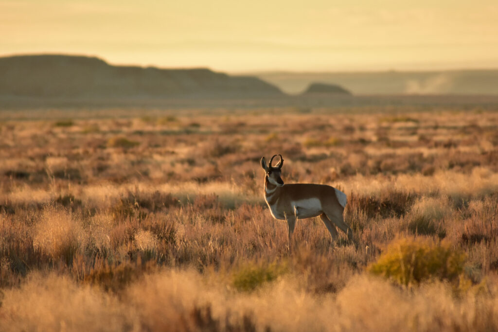 A pronghorn at the Seedskadee National Wildlife Refuge in Wyoming. Credit: Tom Koerner/USFWS