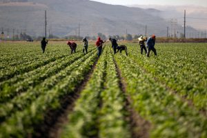 Farmworkers weed a bell pepper field during a heat wave, in Camarillo, Calif., on July 3 2024. Credit: Etienne Laurent/AFP via Getty Images