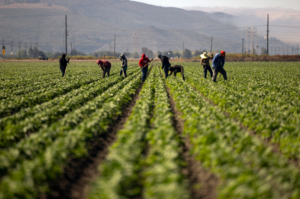 Farmworkers weed a bell pepper field during a heat wave, in Camarillo, Calif., on July 3 2024. Credit: Etienne Laurent/AFP via Getty Images