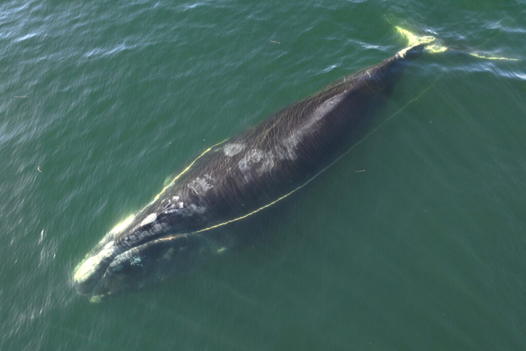 Em 2023, uma baleia franca do Atlântico Norte foi avistada na costa da Geórgia com uma corda presa na boca. Crédito: Georgia DNR/NOAA Fisheries