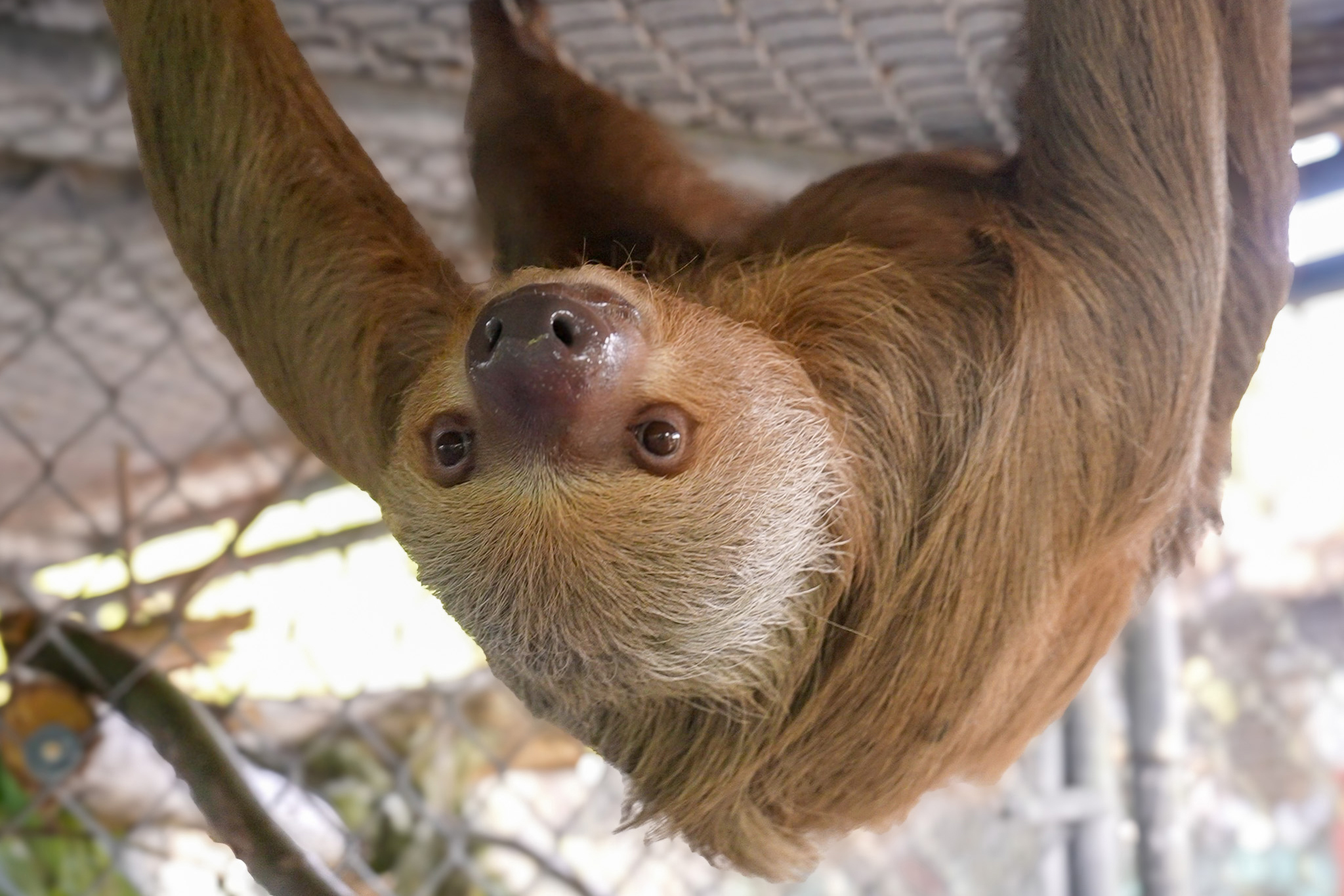A sloth named Willow was one of five transferred from Sloth World to the Central Florida Zoo that later died. Credit: Central Florida Zoo & Botanical Gardens