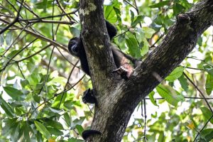 A wild howler monkey is seen in the branches of a tree in Comalcalco, Mexico, on May 20, 2024. Credit: Yuri Cortez/AFP via Getty Images