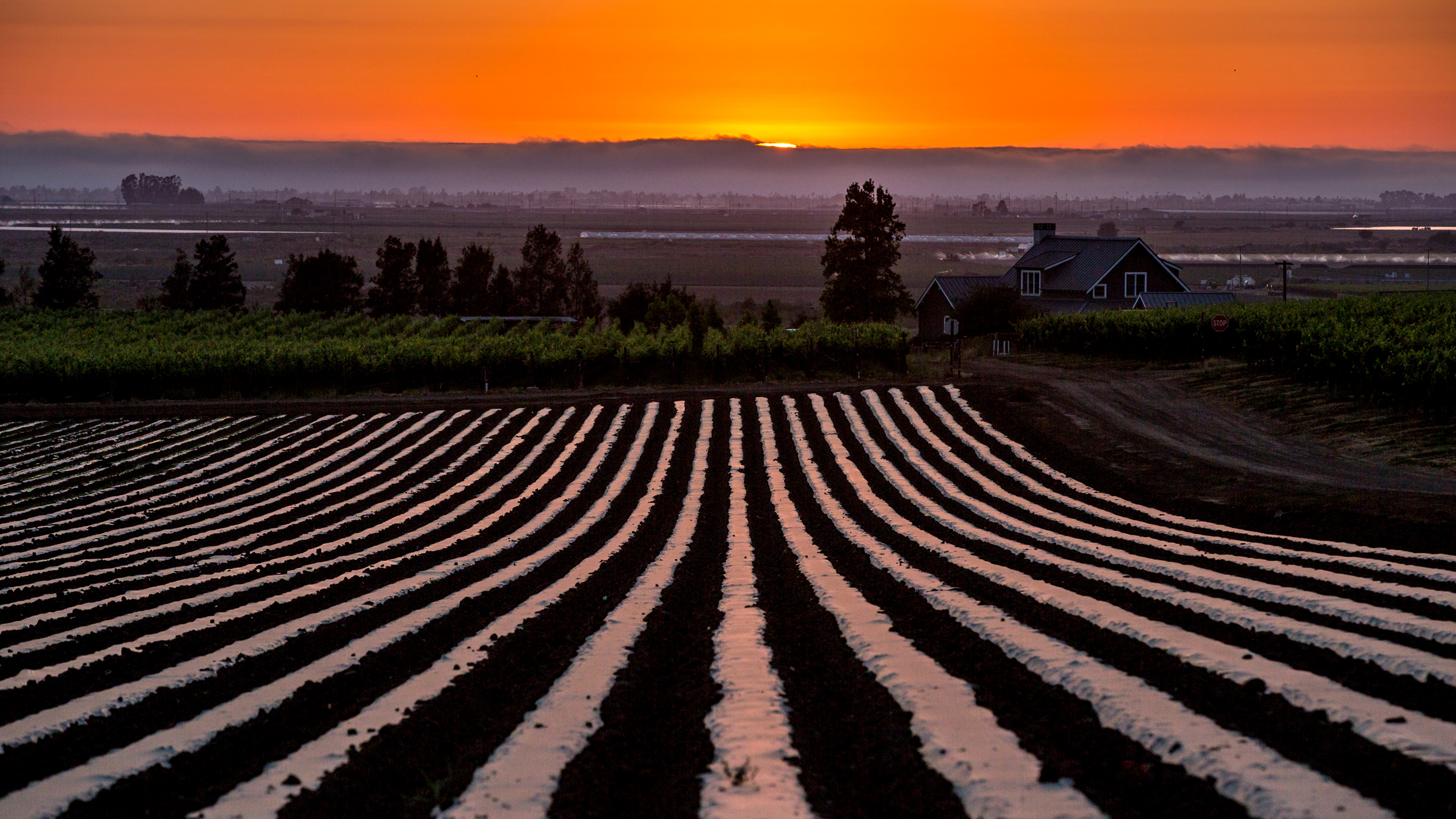 Um campo de morangos coberto de plástico reflete a luz do pôr do sol perto de Santa Maria, Califórnia. Crédito: George Rose/Getty Images