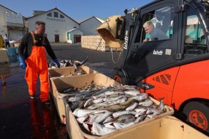 Fishermen sort their catch of cod and pollack on Aug. 16, 2021, in Höfn, Iceland. Credit: Sean Gallup/Getty Images