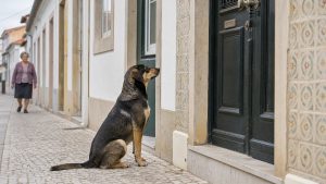 Cão sentado diante de uma porta enquanto uma vizinha se aproxima ao fundo